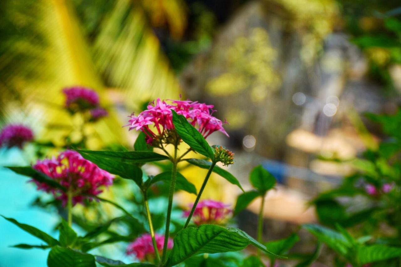 كاندي Udf Nature Villa المظهر الخارجي الصورة